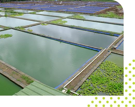 Fish farming ponds in rural Bangladesh