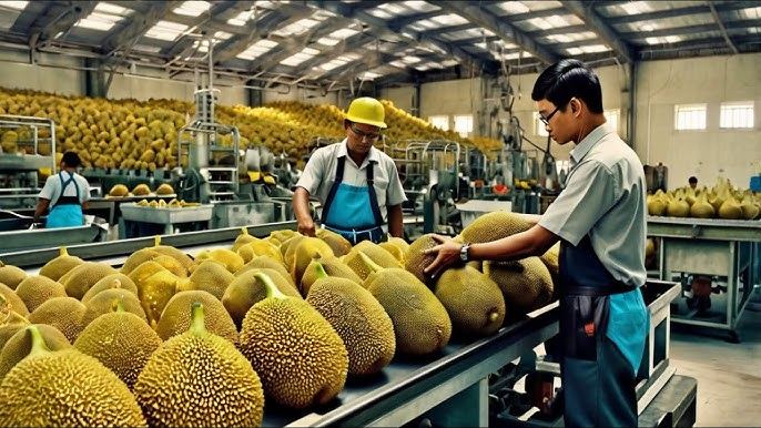Jackfruit being sorted for processing